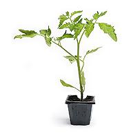 Planta tomate